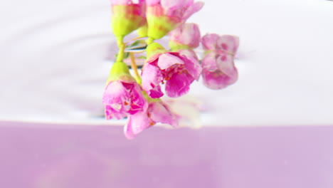 pink flowers in water reflection