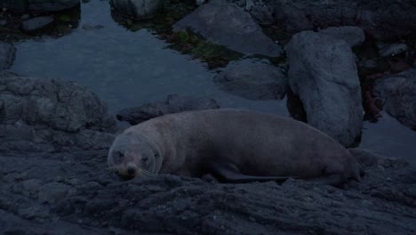 Lobo-Marino-De-Nueva-Zelanda-Moviéndose-Sobre-Rocas-En-Aguas-Poco-Profundas,-Relajándose-En-La-Hora-Azul-De-La-Noche