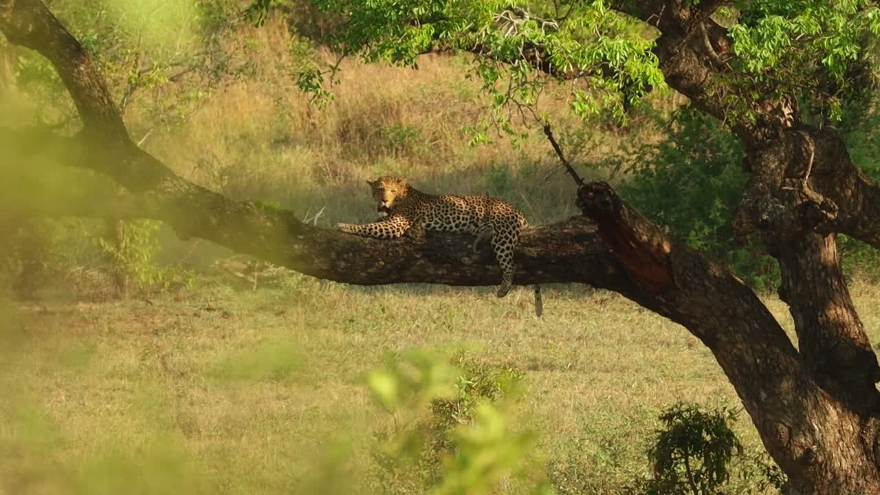 Kruger Ulusal Parkı'nda bir çalıdan ağaçta dinlenen bir leopara doğru netlik kaydırma.