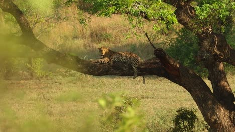rack focus of a bush to a leopard resting in a tree, kruger national park