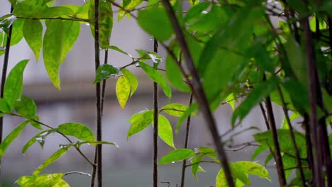 wet plant branch on rainy season in front of house