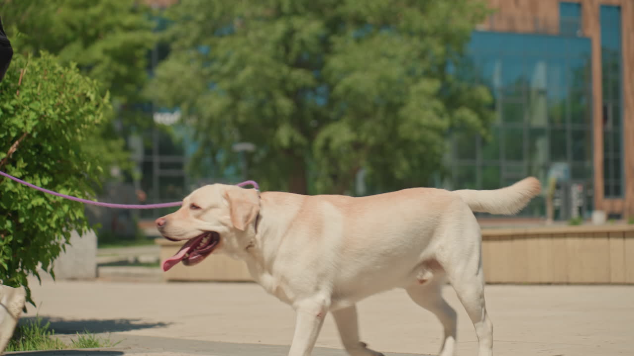 화창한 야외 산책을 즐기는 행복한 커플, 래브라도와 함께 야외에서 이야기하고 웃는 다정한 두 사람, 화창한 도시 공원 산책 중 웃음과 장난기 넘치는 몸짓을 나누는 편안한 친구들