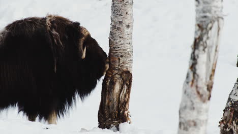 musk ox scratching its head and horns on a tree