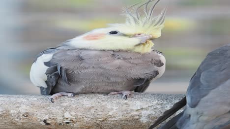 close-up of a cockatiel