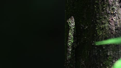 lagarto deslizante de blanford, draco blanfordii, parque nacional kaeng krachan, imágenes de 4k