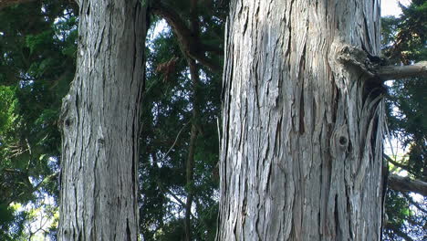 Close-up-of-the-double-trunks-of-a-hinoki-tree-