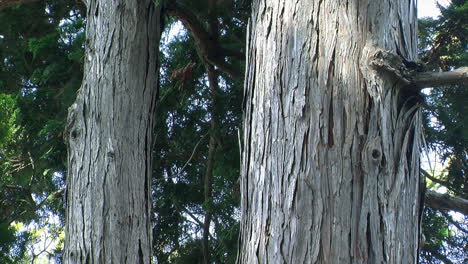 close-up of the double trunks of a hinoki tree