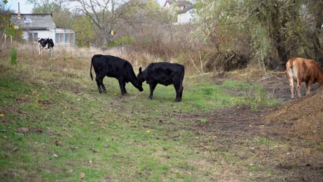 two young black angus bulls butting heads