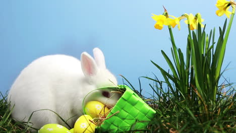 bunny rabbit sniffing around the grass with daffodils and basket of easter eggs