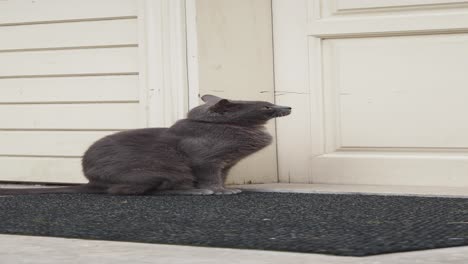 gray cat sitting on doormat