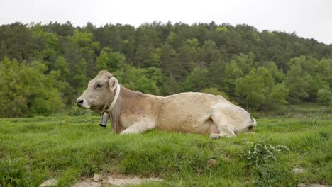 Große-Erwachsene-Albera-kuh-Mit-Kuhglocke,-Die-In-Einem-Feld-In-Katalonien-Spanien-Niederlegt,