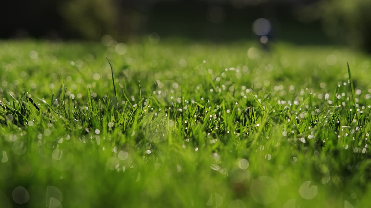 Green grass with dew drops. The camera moves Close up shot Version 3