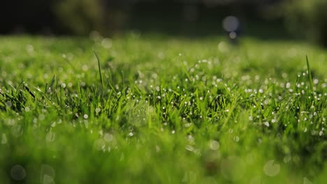 green grass with dew drops. the camera moves close up shot version 3