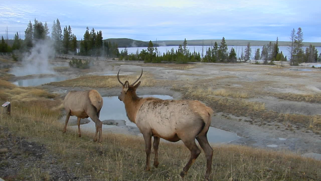 лоси пасутся возле природного горячего источника в национальном парке йеллоустоун