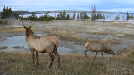 Los-Alces-Pastan-Cerca-De-Una-Fuente-Termal-Natural-En-El-Parque-Nacional-De-Yellowstone.