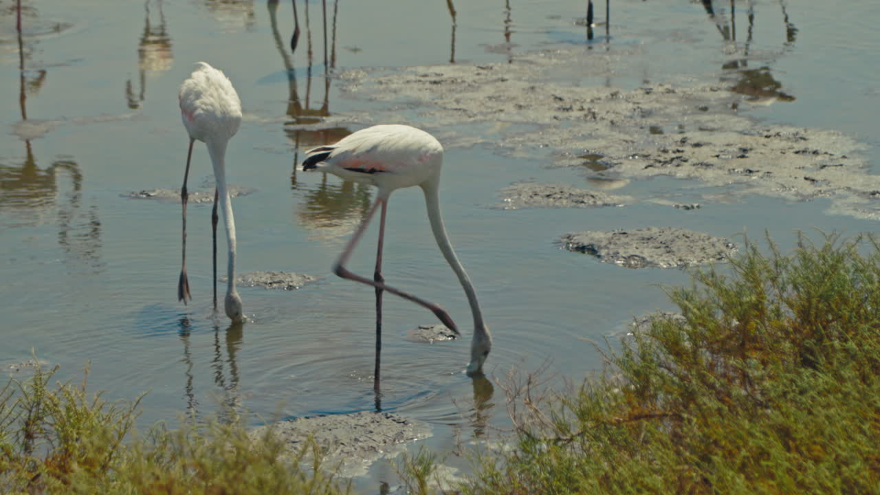 습지 에서 분홍색 플라밍고