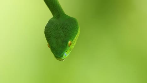 la víbora de labios blancos es una víbora venenosa endémica del sudeste asiático y a menudo se encuentra durante la noche esperando en una rama o rama de un árbol cerca de un cuerpo de agua con muchos alimentos