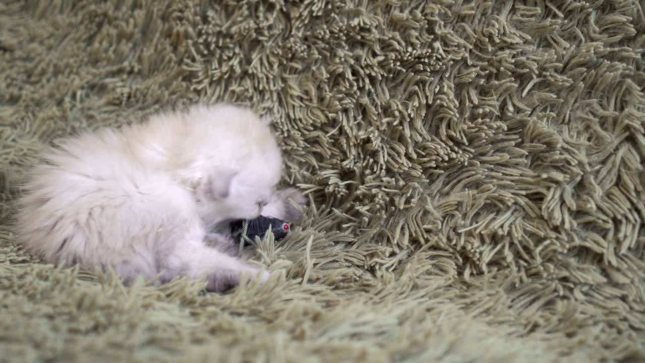 장난감 을 가지고 놀고 있는 바닥 에 누워 있는 장난감 한 새끼 고양이