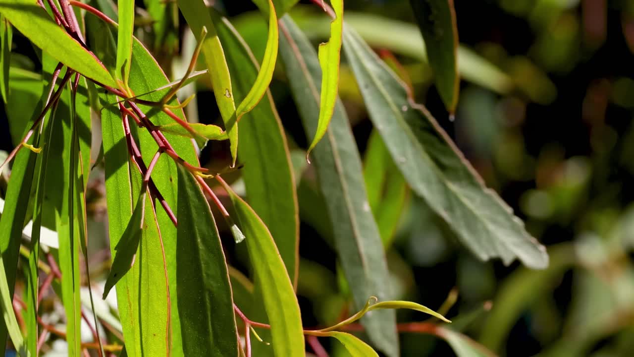 Detailed view of eucalyptus leaves with sunlight highlighting their vibrant green hues.