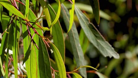 detailed view of eucalyptus leaves with sunlight highlighting their vibrant green hues.