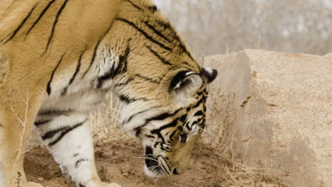 Tigre-En-Cámara-Lenta-Cazando-Con-La-Nariz