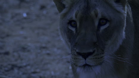 night time lioness looking directly into the camera