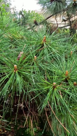 evergreen pine branches moving gently in breeze