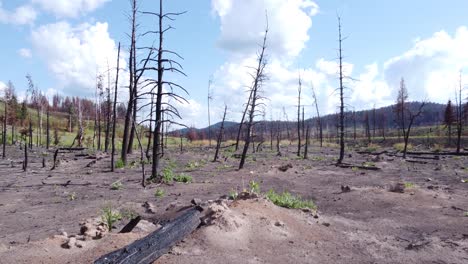 remains of burnt dead trees after a long season of forest fires in british columbia canada, the trees once alive and green now lie barren and scorched