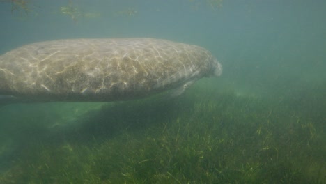 Narbenseekuh-Schwimmt-Entlang-Flachem-Grasbett