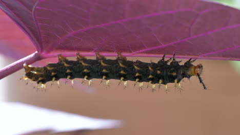 extreme close up of nymphalis polychloros caterpillar resting the wrong way round on purple leaf