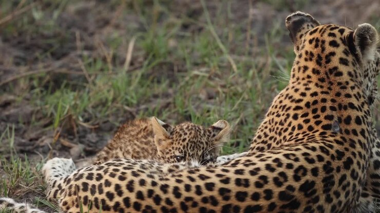 Medium shot of a leopard cub suckling, Khwai Botswana