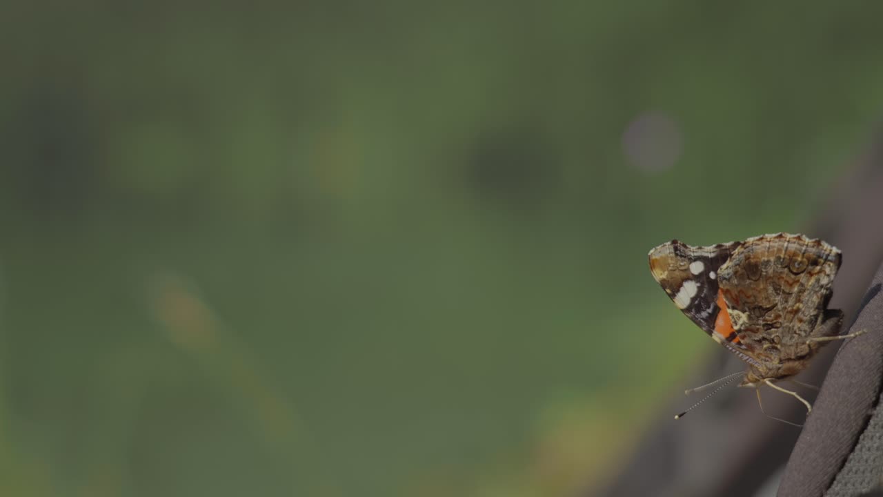 Primo piano di una farfalla arancione che agita le ali con la spiritromba estesa e le antenne in movimento