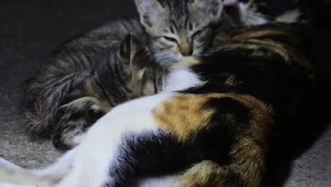 cat nursing her kittens. animal affection behavior