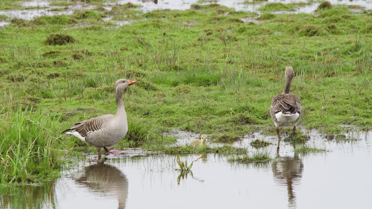 Greylag geese birds wading in shallow wetland pool water and grass