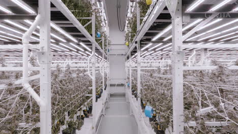 ascending shot inside a modern greenhouse, cannabis plantation in california