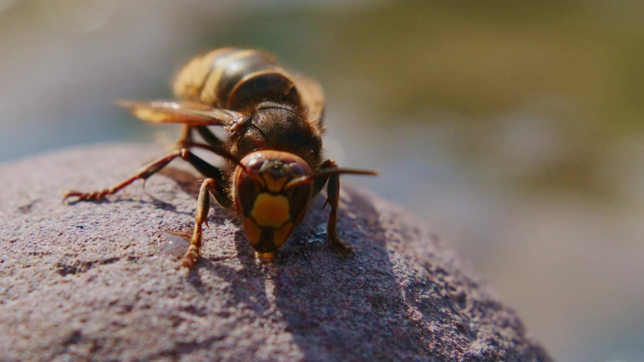 Nærbillede af en gedehams på en ru stenoverflade. Insektets krop er detaljeret og viser gule og sorte striber. Dens antenner bevæger sig let, mens den udforsker.