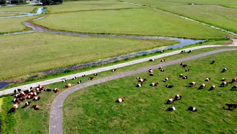 Luftaufnahme-Einer-Weide-Mit-Kühen