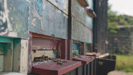 actividad de las abejas melíferas, volando alrededor y entrando en las colmenas, toma de cerca