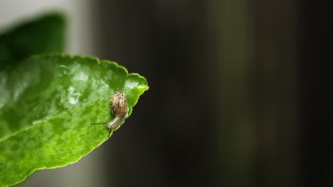 pequeño caracol se mueve a lo largo del borde de la hoja de lima húmeda después de la lluvia