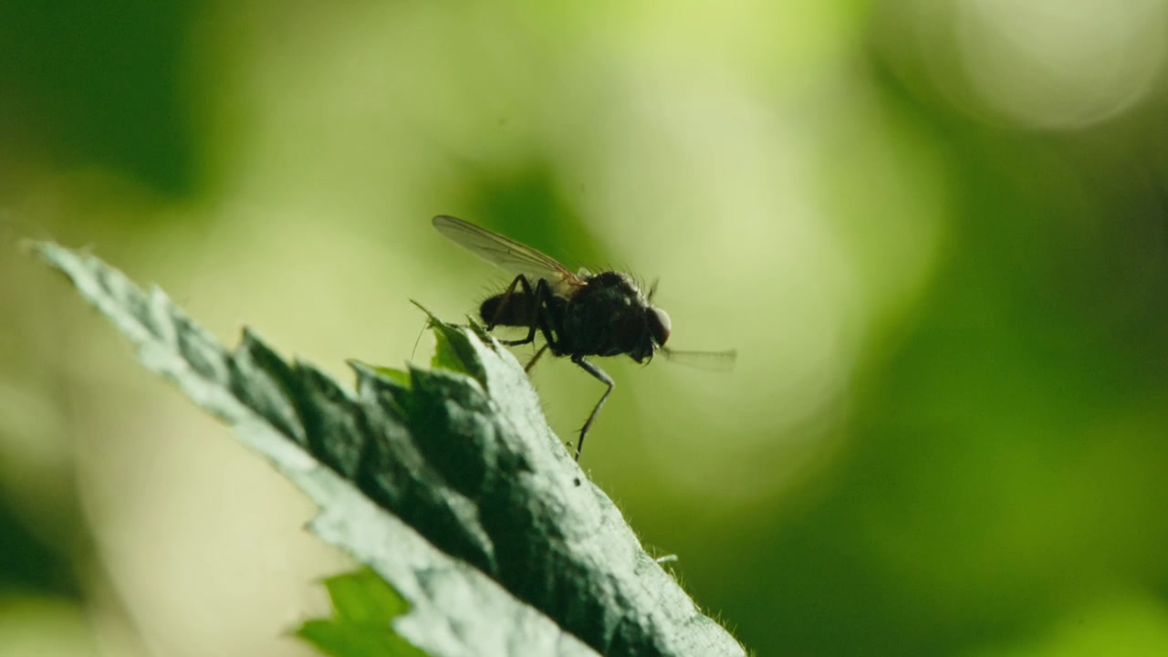 Macro primo piano di una mosca del cavolo che si pulisce la testa con le zampe anteriori su una foglia verde a Remscheid, Renania Settentrionale-Vestfalia, Germania. Luce solare naturale, comportamento di pulizia dettagliato