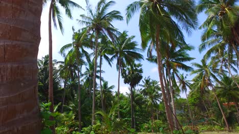 Hohe-Palmen-Auf-Der-Ölpalmenplantage