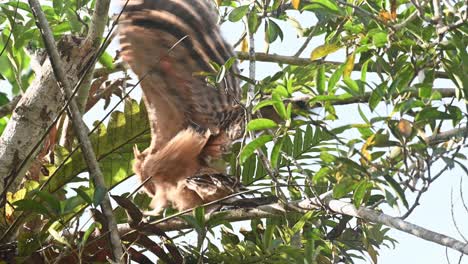 Buffy-Fish-Owl-Ketupa-Ketupu,-Un-Novato-Que-Intenta-Moverse-Hacia-Su-Nido-Mientras-Lucha-Por-Mantener-El-Equilibrio-Y-Luego-Juega-Con-Sus-Alas-Para-Practicar-El-Vuelo,-Parque-Nacional-Khao-Yai,-Tailandia