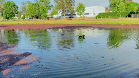 4K-UHD-view-of-two-small-ducks-playing-on-a-pond,-afternoon-sun,-low-clouds,-calm-pond-water