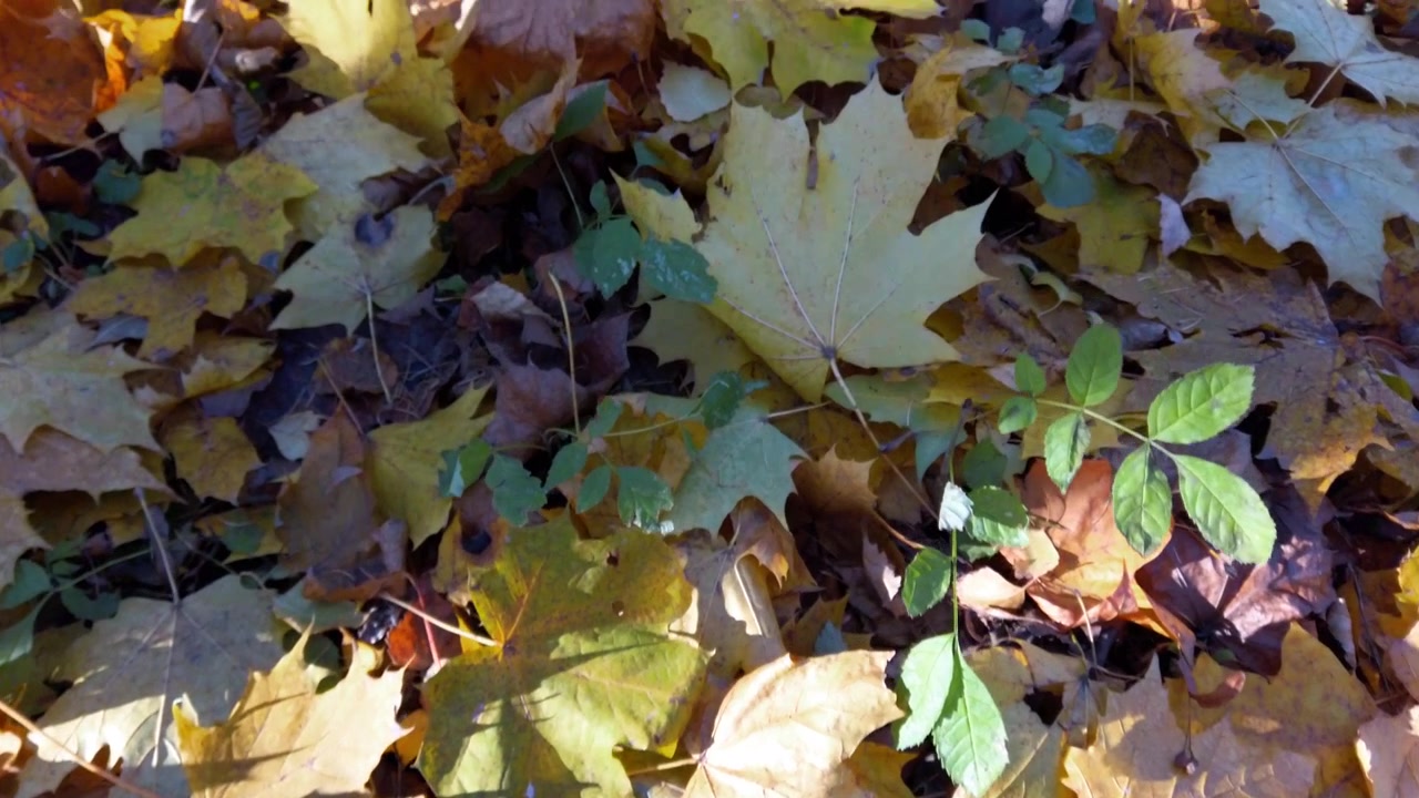 Herbstlaub im Park