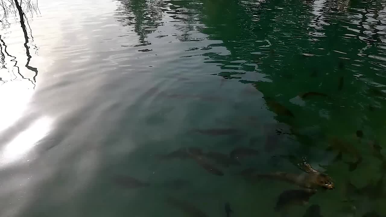 맑은 물 위를 헤엄치는 물고기, 먹고 튀기는 것