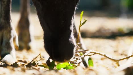 young reindeer close-up feeding on green leaves in sunny europe, slovenia