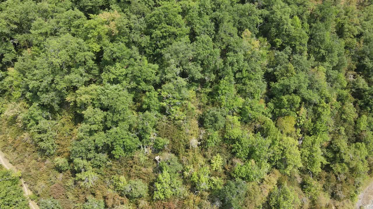 imágenes de drones de un bosque verde en el valle del roncal español