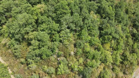 Imágenes-De-Drones-De-Un-Bosque-Verde-En-El-Valle-Del-Roncal-Español