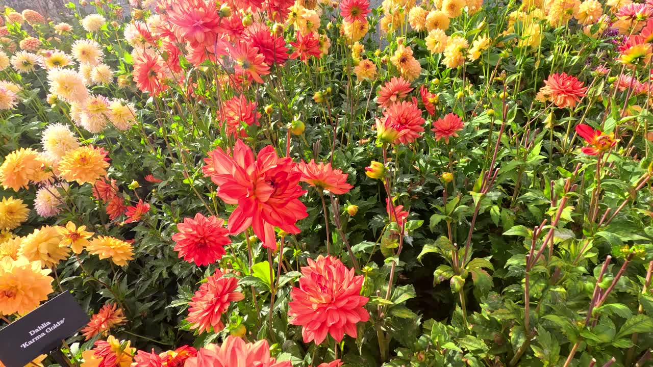 A smooth camera pan reveals clusters of yellow and red dahlia flowers in bright daylight at a lush botanical garden in Lisse, Netherlands