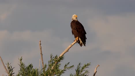 Bald-eagle-perching-on-tree-and-observing-its-surrounding